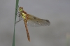 IMG_7030_Sympetrum_striolatum